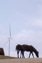 Wild mountain ponies grazing with a windmill in the background. Royalty Free Stock Photo