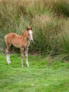 Wild Mountain Pony Foal