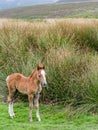 Wild Mountain Pony Foal