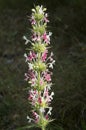 Wild mountain prickly perennial plant Morina Persica in summer in Rhodopes Royalty Free Stock Photo