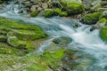 Wild Mountain Trout Stream in the Forest - 2 Royalty Free Stock Photo