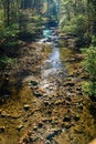 Wild Mountain Trout Stream