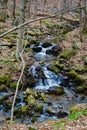 Wild Mountain Trout Stream Royalty Free Stock Photo