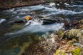 Wild Mountain Trout Stream - 2 Royalty Free Stock Photo