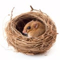 Wild mouse dormouse in the nest, cute animal, rodent, isolated on white