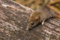 Wild mouse in the forest Royalty Free Stock Photo