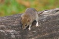 Wild mouse in the forest Royalty Free Stock Photo