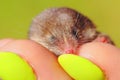 Wild mouse with a long muzzle in the hands of a girl, close-up, bright sunlight. Eurasian least shrew or lesser pygmy shrew