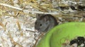 House mouse Mus musculus