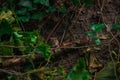 Wild mouse rodent animal close up photography in wood land forest environment natural space soft focus photo