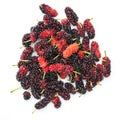 Wild mulberry Royalty Free Stock Photo