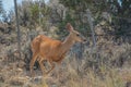 Wild Mule Deer in the countryside of Delta Colorado Royalty Free Stock Photo