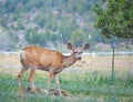 Wild Mule Deer in the countryside of Delta Colorado Royalty Free Stock Photo