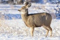 Wild Deer on the High Plains of Colorado Royalty Free Stock Photo