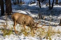 Wild mule deer foraging in the forest in winter. Royalty Free Stock Photo