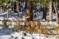 Wild mule deer foraging in the forest in winter. Royalty Free Stock Photo