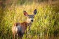 Wild Mule Deer in a farm field in the grasslands of Southern Alberta Canada Royalty Free Stock Photo