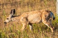 Wild Mule Deer in a farm field in the grasslands of Southern Alberta Canada Royalty Free Stock Photo