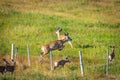 Wild Mule Deer in a farm field in the grasslands of Southern Alberta Canada Royalty Free Stock Photo