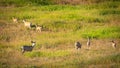 Wild Mule Deer in a farm field in the grasslands of Southern Alberta Canada Royalty Free Stock Photo