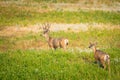 Wild Mule Deer in a farm field in the grasslands of Southern Alberta Canada Royalty Free Stock Photo