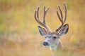 Wild Mule Deer in a farm field in the grasslands of Southern Alberta Canada Royalty Free Stock Photo