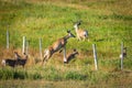 Wild Mule Deer in a farm field in the grasslands of Southern Alberta Canada Royalty Free Stock Photo