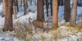 Wild mule deer foraging in the forest in winter. Royalty Free Stock Photo