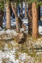 Wild mule deer foraging in the forest in winter. Royalty Free Stock Photo