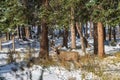 Wild mule deer foraging in the forest in winter. Royalty Free Stock Photo