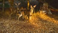 Wild mule deer mother and two fawns in autumn forest Royalty Free Stock Photo