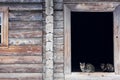 Wild multicolor tabby cat. A homeless cat sits on a wooden bench against the background of an old log wooden house.