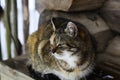 Wild multicolor tabby cat. A homeless cat sits on a wooden bench against the background of an old log wooden house.