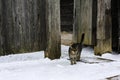 Wild multicolor tabby cat. A homeless cat sits on a wooden bench against the background of an old log wooden house.