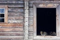 Wild multicolor tabby cat. A homeless cat sits on a wooden bench against the background of an old log wooden house.