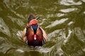 Wild multicolored young beautiful duck swims in the lake Royalty Free Stock Photo