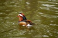 Wild multicolored young beautiful duck swims in the lake Royalty Free Stock Photo