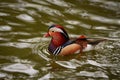 Wild multicolored young beautiful duck swims in the lake Royalty Free Stock Photo