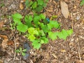 Wild Muscadine Grape Vine