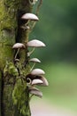 Wild Mushroom Royalty Free Stock Photo