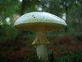 Wild mushroom Royalty Free Stock Photo