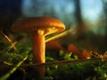Wild mushroom Royalty Free Stock Photo