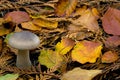 Wild mushroom Royalty Free Stock Photo