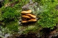 Wild Mushroom Royalty Free Stock Photo