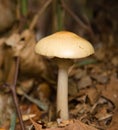 Wild mushroom Royalty Free Stock Photo