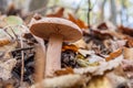 Wild Mushroom In The Autumn Forest Close-up