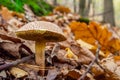 Wild mushroom in the autumn forest close-up Royalty Free Stock Photo