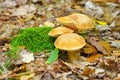 Wild mushroom in autumn forest Royalty Free Stock Photo