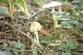 Wild Mushroom Background