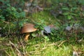 Wild mushroom bay bolete growing in natural forest in autumn among the green moss and the lingonberry. Royalty Free Stock Photo